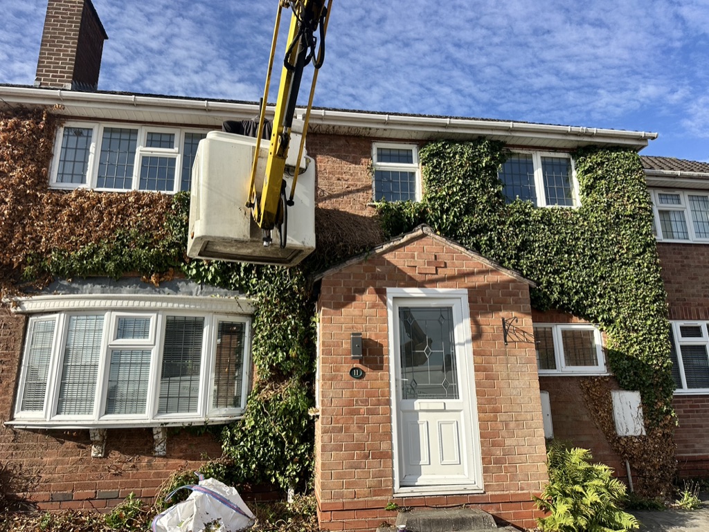 Removing Ivy from Brickwork